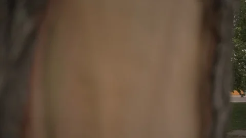 Out of focus tree - Tree in the background, parallax Stock Footage 92707536