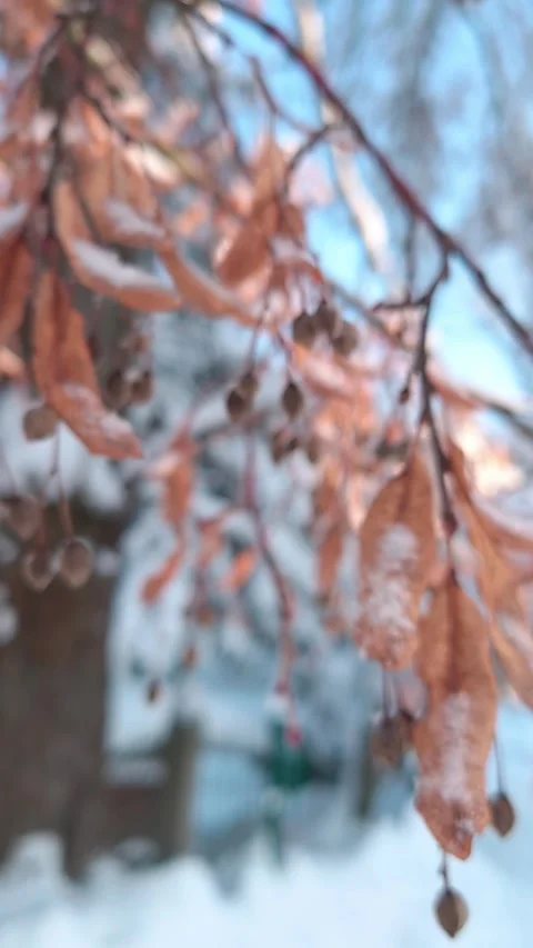 Out of focus vertical video winter landscape with snowy tree branch Vídeo Stock 321191838