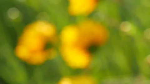 Out of focused winding flower Stock Footage 162577656