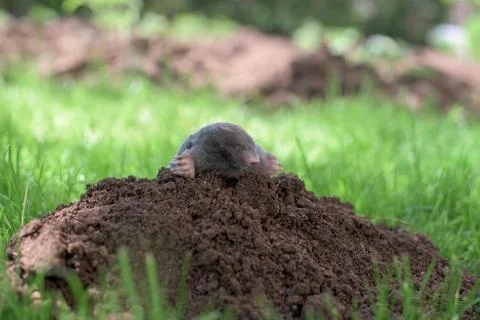 Out of ground Stock Photos