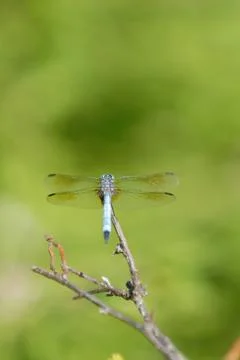 Out On A Limb Stock Photos