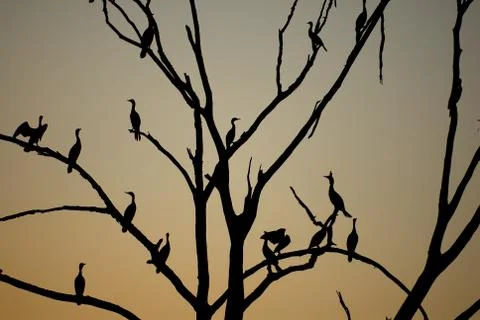 Out On A Limb 스톡 사진