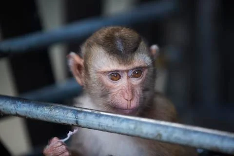 The out looking young monkey colored  Stock Photos