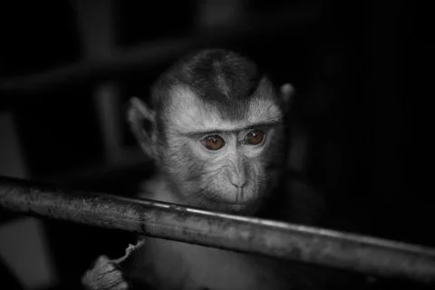 The out looking young monkey  Stock Photos