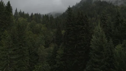 Out Of The Pine Forest - DJI Mavic Pro 2 - 4K - 23.98 fps - Megeve, FRA Stock Footage 122325223
