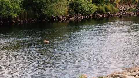 Out in the river Stockbeeldmateriaal 125698380