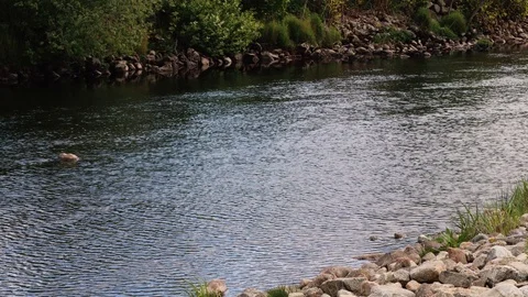 Out in the river Stock Footage 125698929