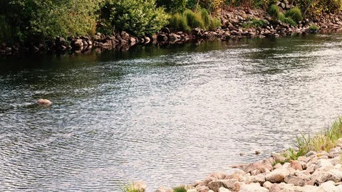 Out in the river Stock Footage 125702497