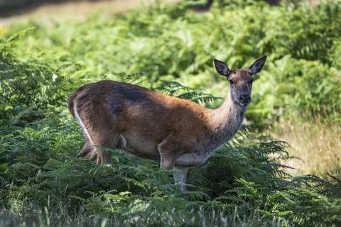 Out of the shadows Stock-Fotos