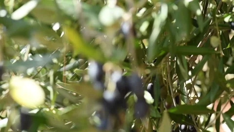 Out of soft defocus appear a large beautiful bunch of ripened black olives Stock Footage 140217689