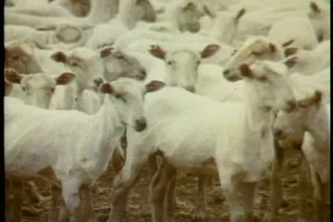 THE OUTBACK, AUSTRALIA, 1985, sheared sheep standing in pen, no coat or fleece 스톡 동영상 11626362