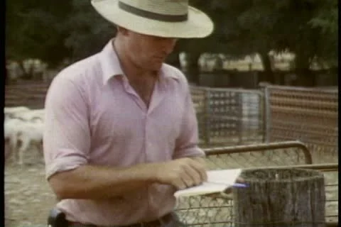 THE OUTBACK, AUSTRALIA, 1985, sheared sheep in pen, no coat or fleece Video stock 11627805