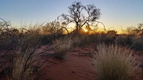 Outback Australia Sunset Landscape Red Desert Sand and Dry Arid Grasslands Stock Footage 51800932