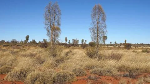 Outback, Australien Typical flora of the outback of Australia Copyright: x... Stock Photos