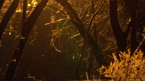 Outback Billabong early light, Stock Footage 132294818