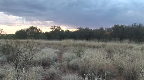 Outback brush at sunset Video stock 20609407