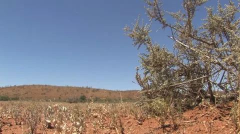 Outback with a bush Stock Footage 7761209