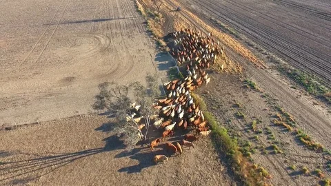 Outback Cattle muster in drought and dusty area. Ready for livestock auction. Stock Footage 77707290