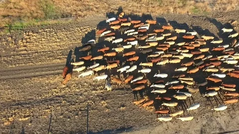 Outback Cattle muster in drought and dusty area. Ready for livestock auction. Stock Footage 77707934