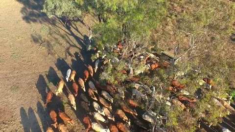 Outback Cattle muster in drought and dusty area. Ready for livestock auction. Stock Footage 77708019