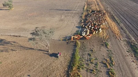 Outback Cattle muster in drought and dusty area. Ready for livestock auction. Stock Footage 77708058