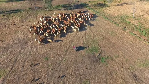 Outback Cattle muster in drought and dusty area. Ready for livestock auction. Stock Footage 77708072