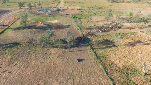 Outback Cattle muster in drought and dusty area. Ready for livestock auction. Stock Footage 77708114