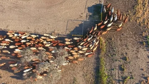 Outback Cattle muster in drought and dusty area. Ready for livestock auction. Stock Footage 77708129