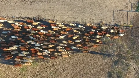 Outback Cattle muster in drought and dusty area. Ready for livestock auction. Stock Footage 77708159