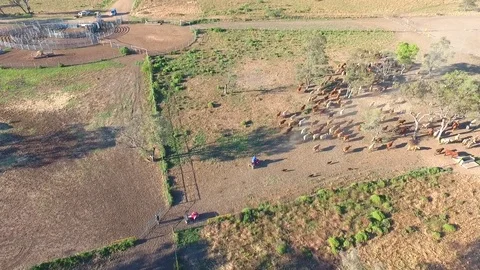 Outback Cattle muster in drought and dusty area. Ready for livestock auction. Stock Footage 77708189