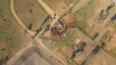 Outback Cattle muster in drought and dusty area. Ready for livestock auction. Stock Footage 77708191
