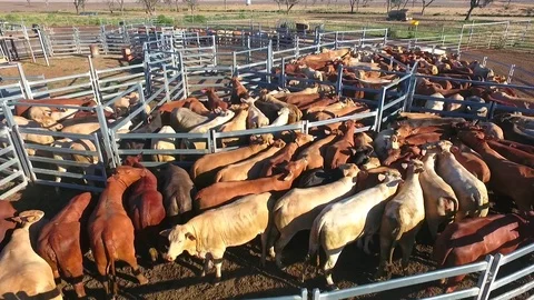 Outback Cattle muster in drought and dusty area. Ready for livestock auction. Stock Footage 77708196