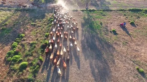 Outback Cattle muster in drought and dusty area. Ready for livestock auction. Stock Footage 77708229