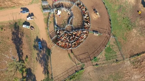 Outback Cattle muster in drought and dusty area. Ready for livestock auction. Stock Footage 77708284
