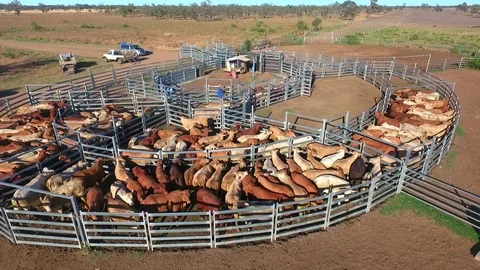 Outback Cattle muster in drought and dusty area. Ready for livestock auction. Stock Footage 77708344
