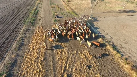 Outback Cattle muster in drought and dusty area. Ready for livestock auction. Stock Footage 77708381