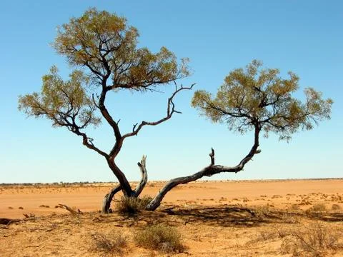 Outback desert tree Foto stock