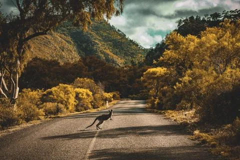 Outback Encounter Stock Photos