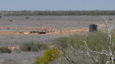 Outback farm with sheep in Australia Stock Footage 326020029