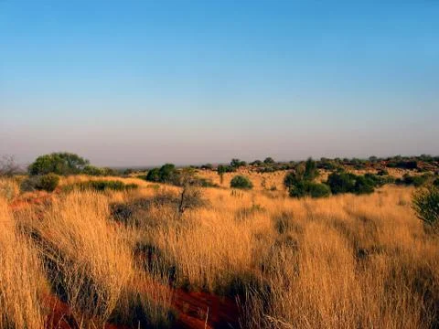 Outback grass plain Foto stock