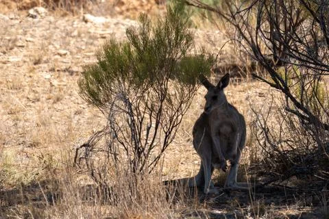 Outback Kangaroo in Brush Stock Photos