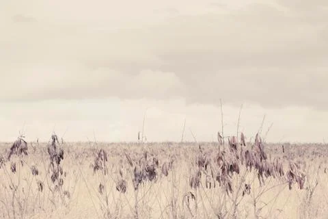 Outback landscape Stock Photos