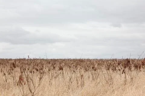 Outback landscape Stock Photos