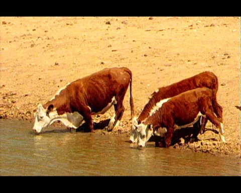 Outback Refill: Thirsty Cattle at an Australian Watering Hole (1988) Stock Footage 113783164