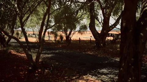 Outback road with dry grass and trees Stock Illustration