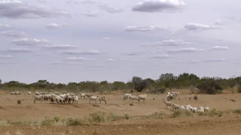 Outback Sheep Stock Footage 236431737