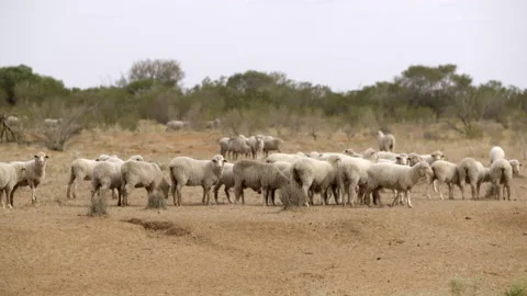 Outback Sheep Stock Footage 236432000