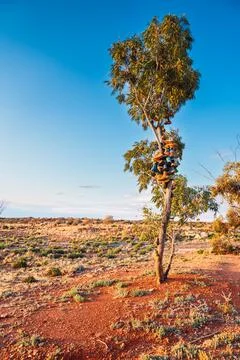 Outback shoe tree displaying old boots on branches Stock Photos