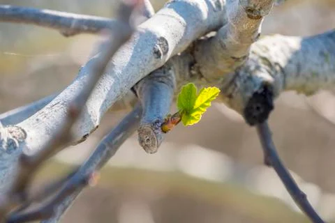 Outbreaks of fig in spring Stock Photos