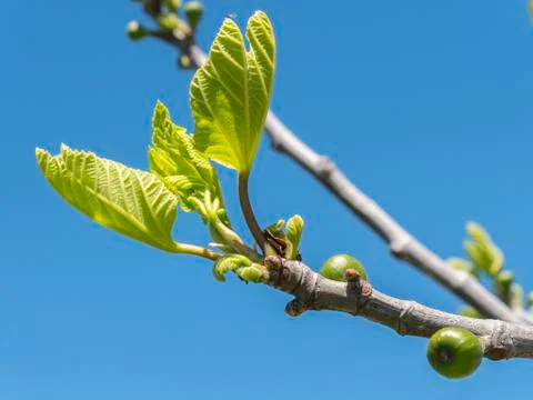 Outbreaks of a fig tree in spring Stock Photos